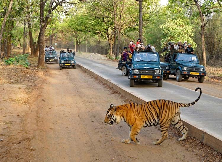Fort and Palaces Tours in India with Wildlife Tours in India